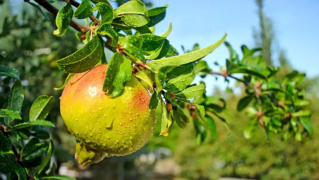 Tarımsal meteoroloji istasyonları, tarım istasyonları, dijital tarım