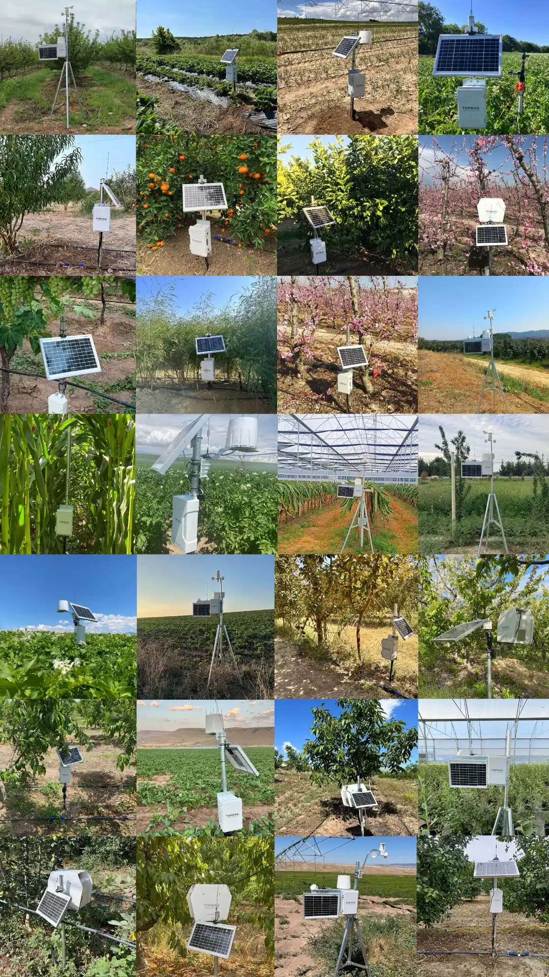 Smart sensors used in various crops, showcasing agritech solutions.