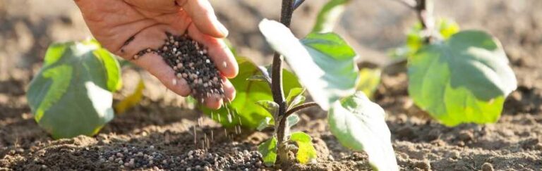 What is a Base Fertilizer