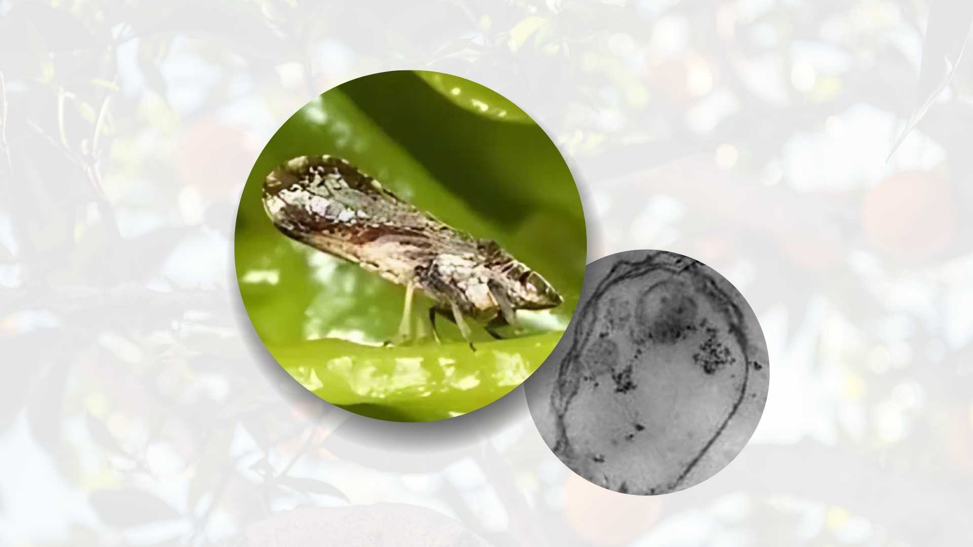 Diaphorina Citri Nedir