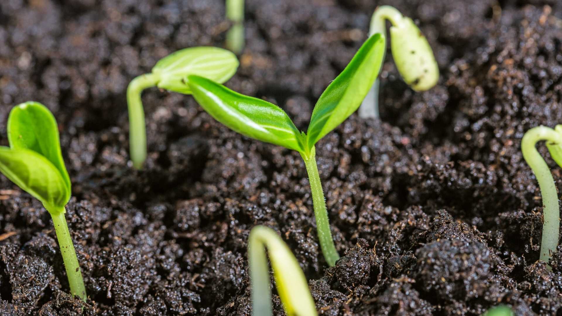 Proven Methods to Improve Soil Fertility and Boost Yield