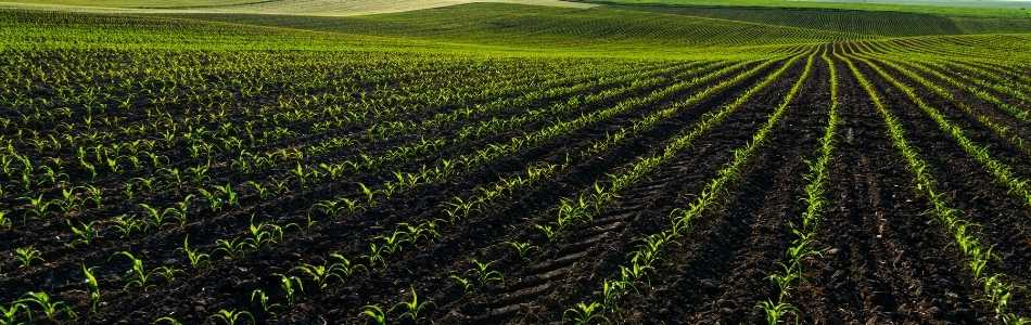 What is Phosphorus Fertilizer
