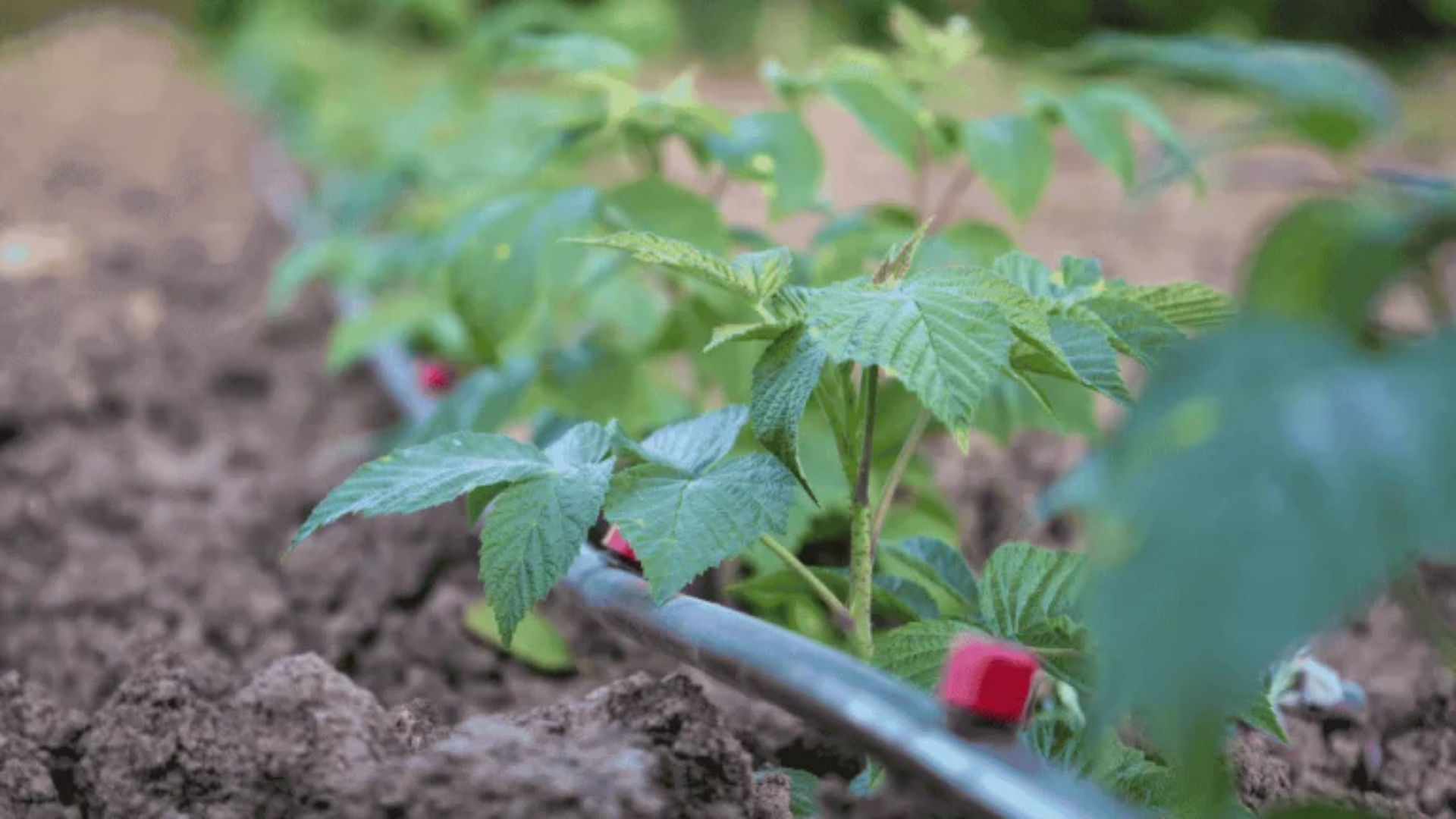 What is the Best Liquid Fertilizer
