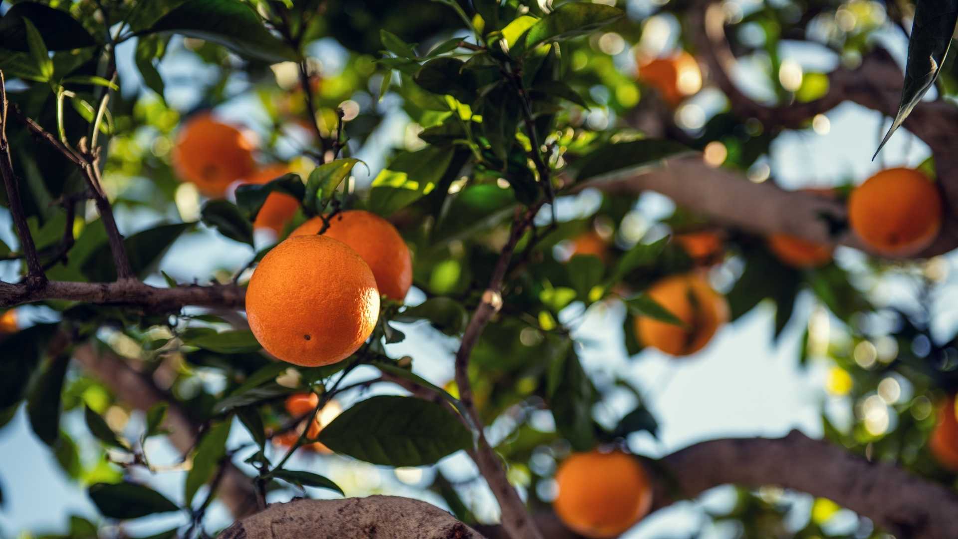 Controlling the Citrus Rust Mite
