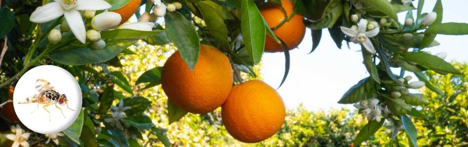 Natural Methods for Controlling the Mediterranean Fruit Fly
