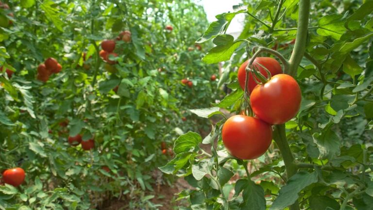 Pomidor Minalayıcı Pomidor Minalayıcı GüvəsiGüvesi Nedir
