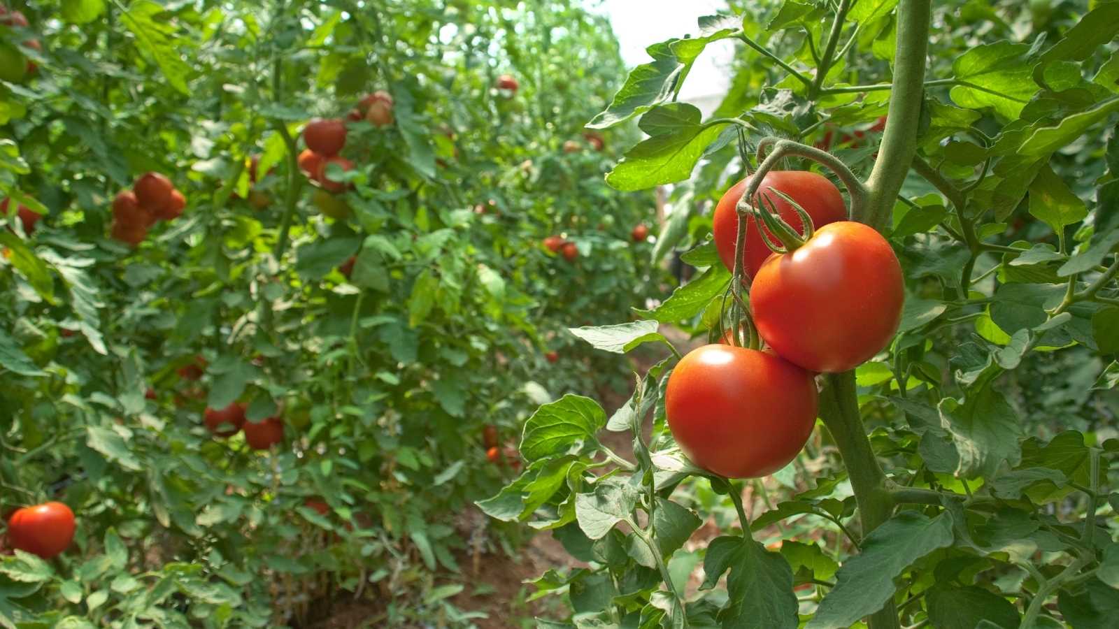Pomidor Minalayıcı Pomidor Minalayıcı GüvəsiGüvesi Nedir