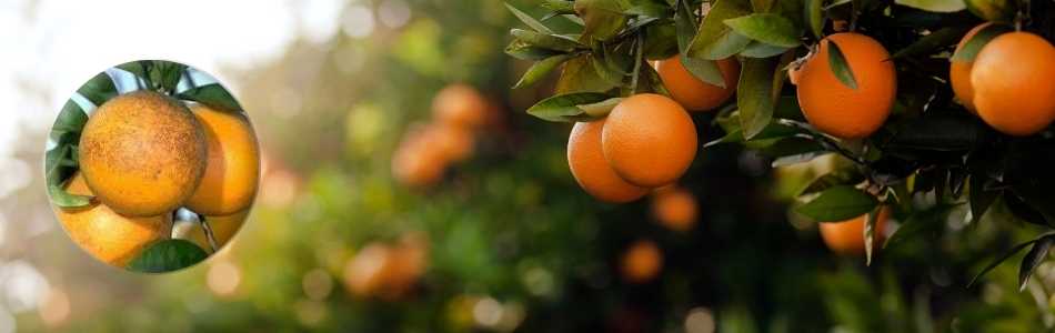What is citrus rust mite