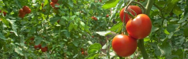 What is Tomato Pinworm?