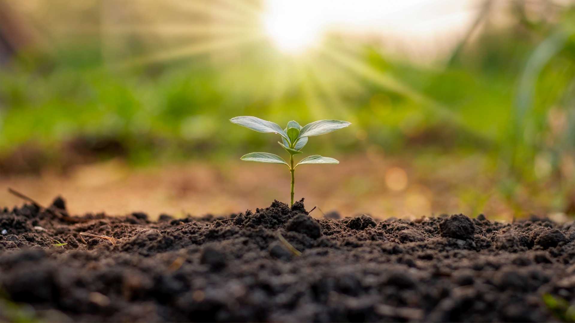 Regenerative Agriculture Practices