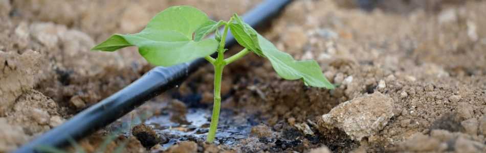 soil moisture sensor