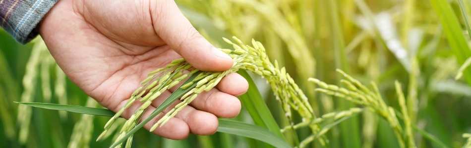 What is Regenerative Agriculture