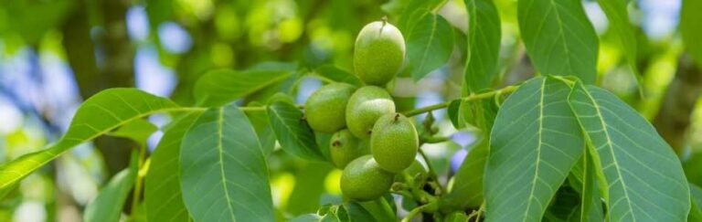 Ceviz Yetişdirilməsi Necə Aparılır