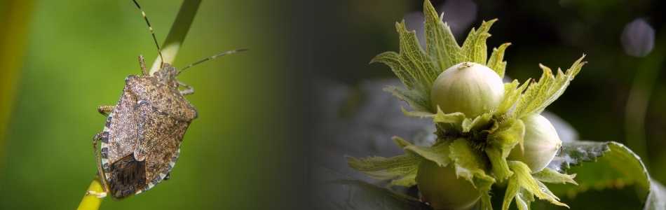 Control of Brown Marmorated Stink Bug