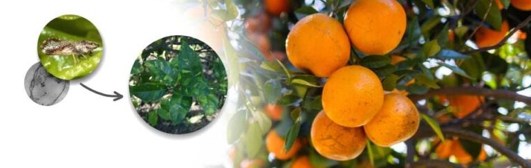 Natural Control of the Asian Citrus Psyllid