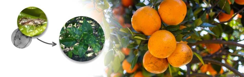 Natural Control of the Asian Citrus Psyllid