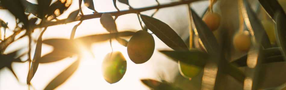 Zeytin Hastalıkları