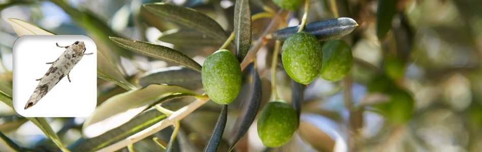 olive moth monitoring