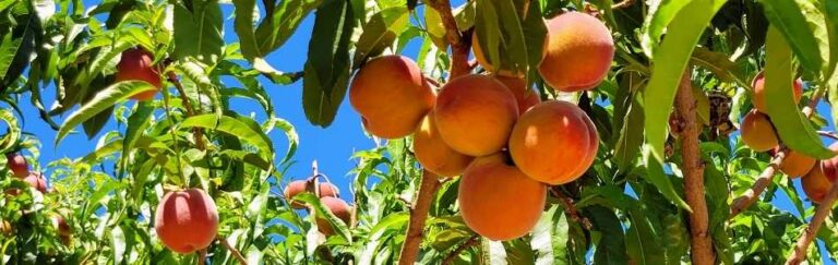 entegre zararlı yönetimi