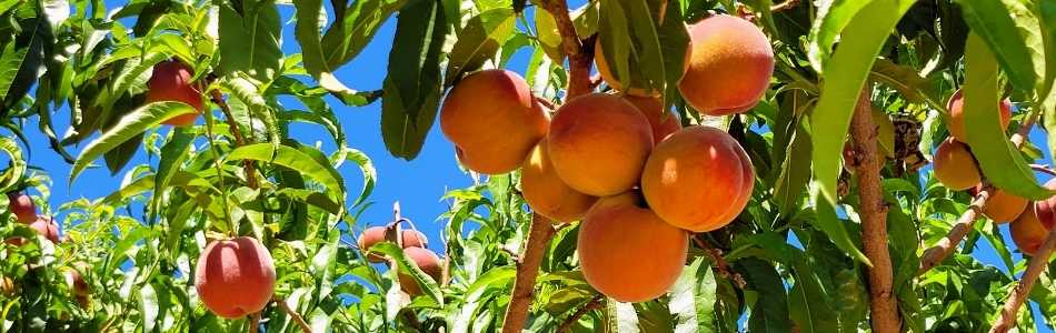 entegre zararlı yönetimi