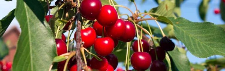 Gilas Xəstəlikləri və Zərərvericiləri ilə Mübarizə Üsulları