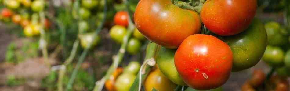 Tomato Diseases