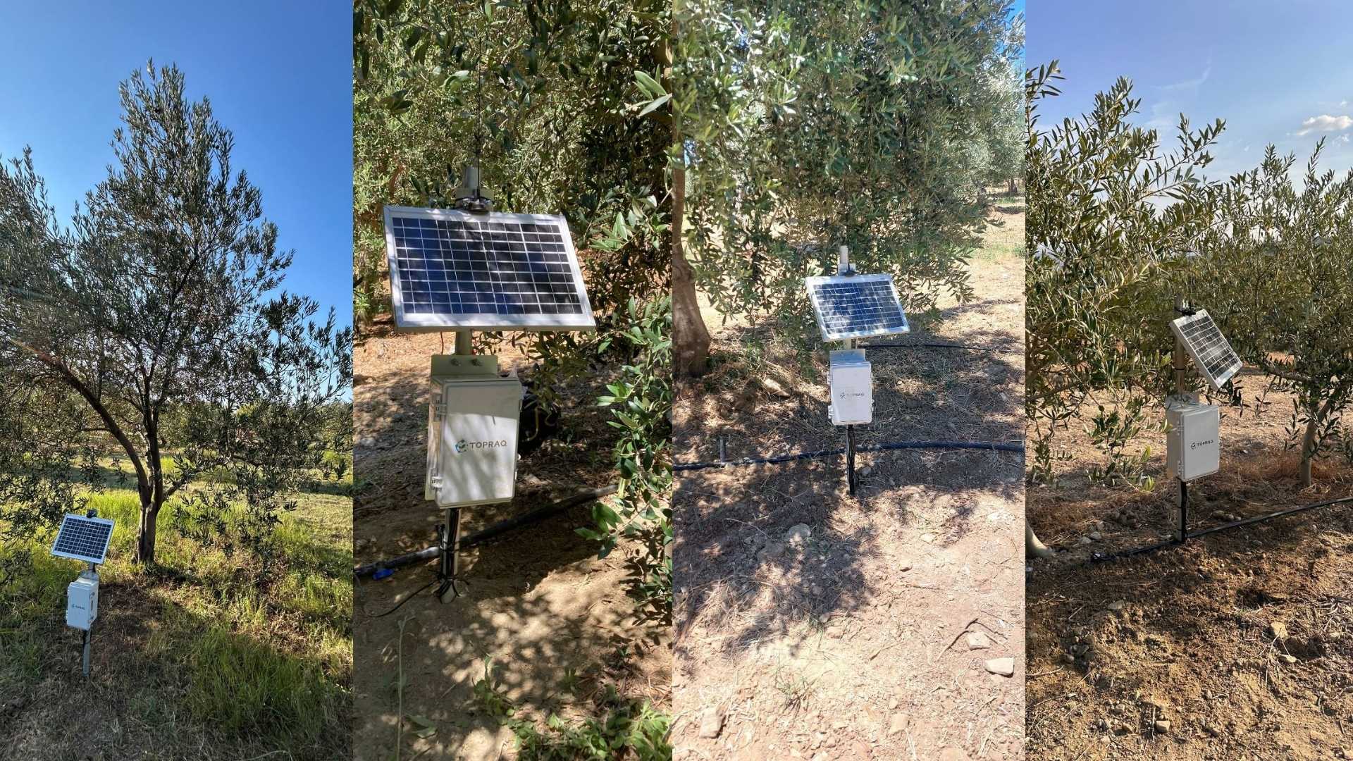 olive irrigation management