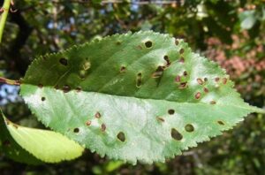 Yarpaq Dələn (Çil)