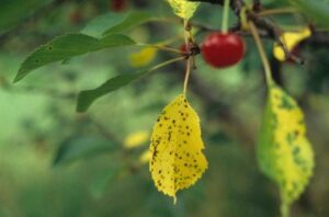 Gilas Yarpaq Bükülmə Virusu