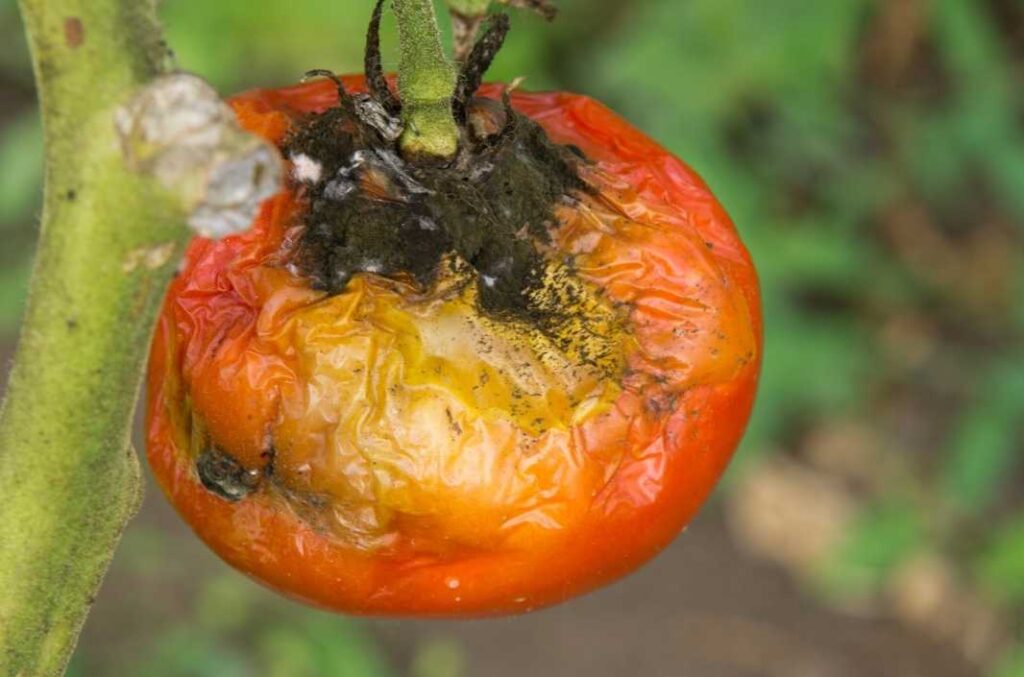methods to prevent tomato diseases