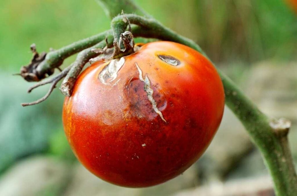 tomato pests