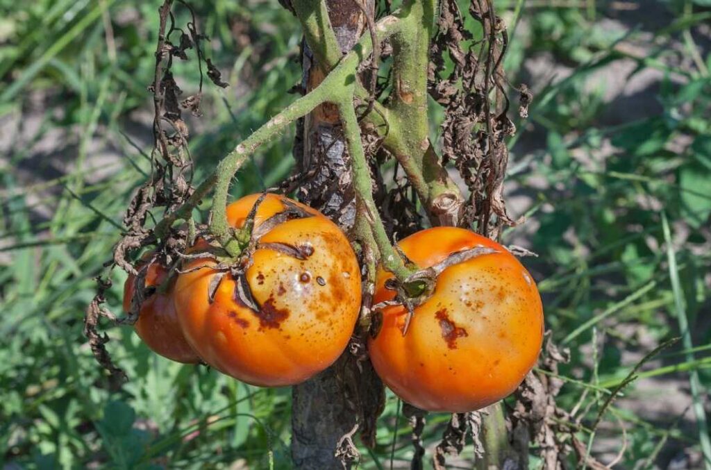 what are tomato diseases