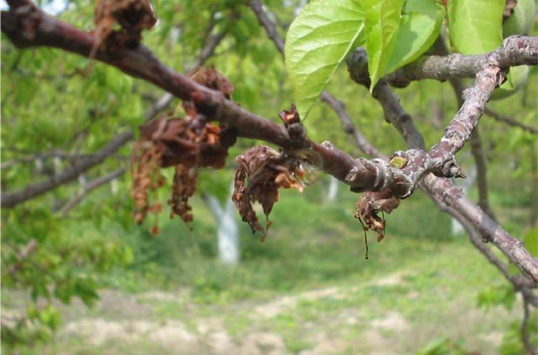Blossom Blight (Monilia laxa)