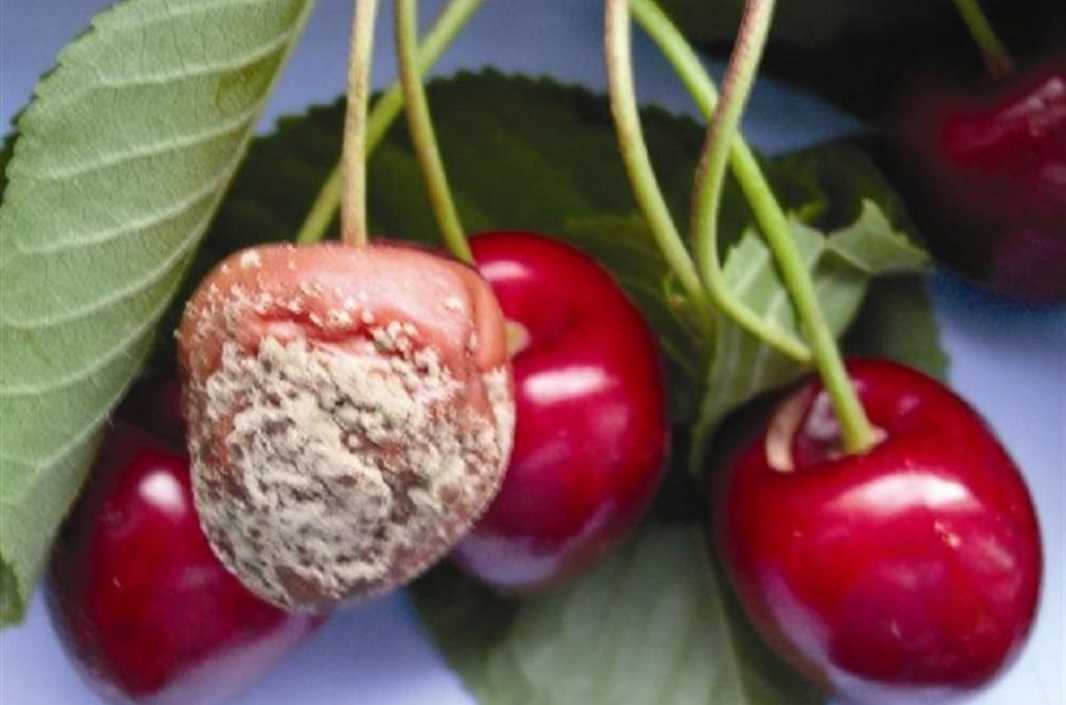 Brown Rot (Monilinia fructigena)