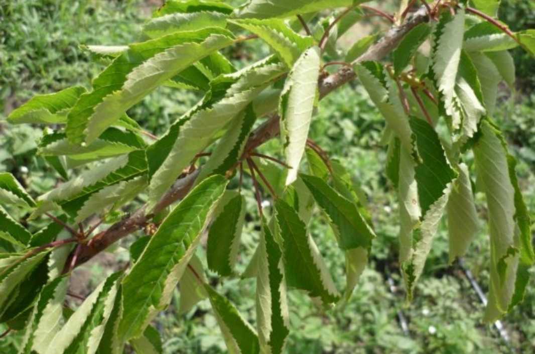 Cherry Leaf Roll Virus
