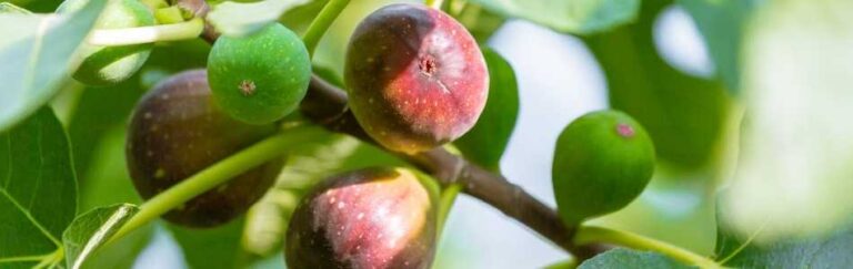 Fig Tree Diseases