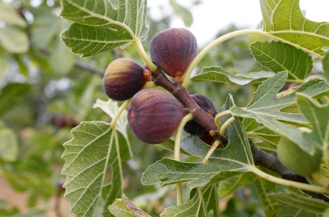 natural methods to manage fig tree diseases