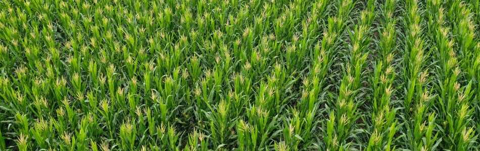 tarımsal üretimde maliyet düşürme