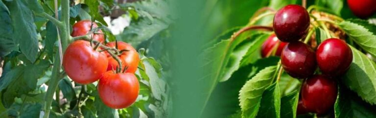 tomato and cherry tree diseases