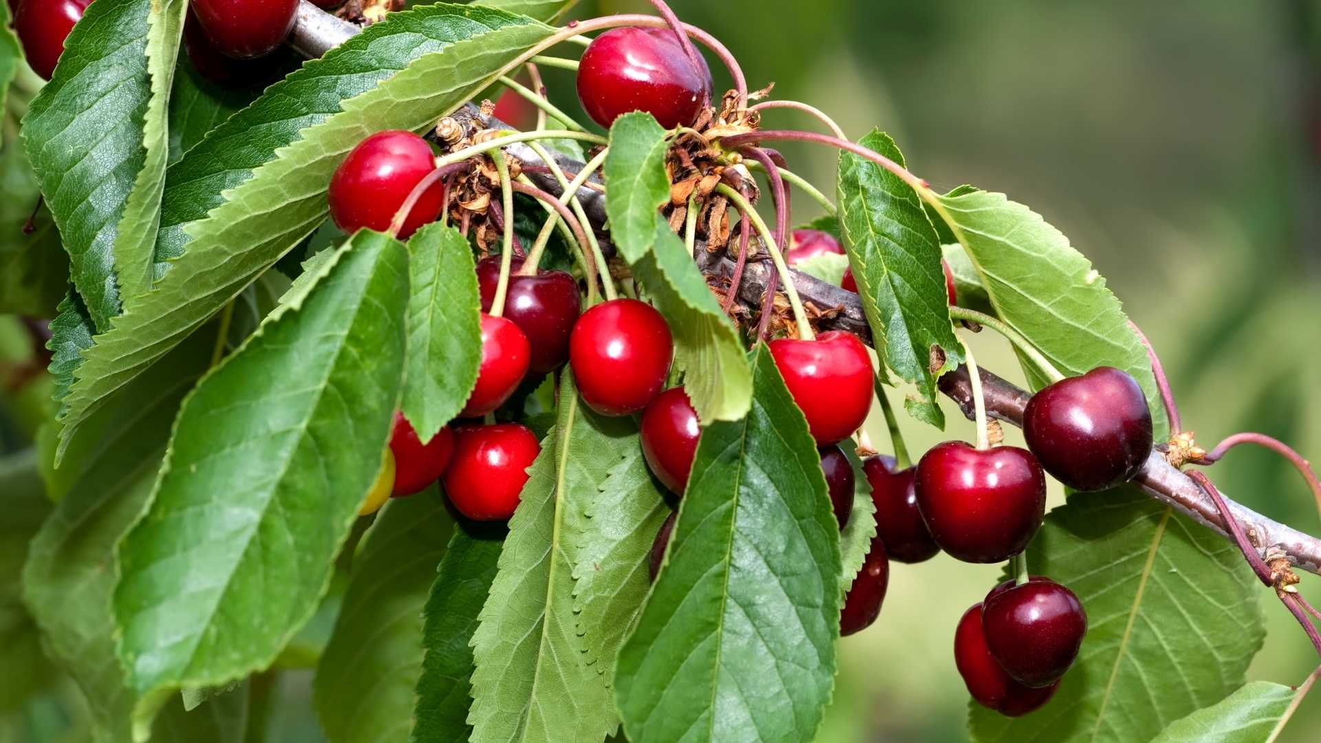 cherry tree diseases